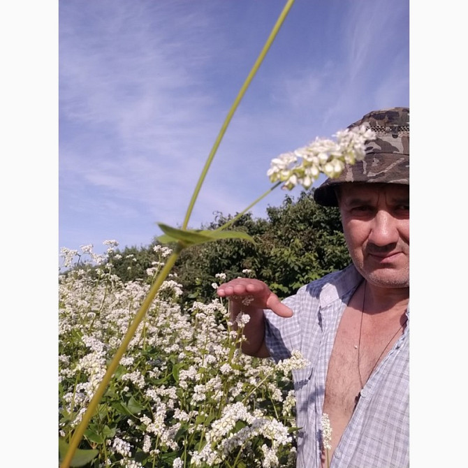 Насіння гречки Канадського сорту, Житомирська область.  - зображення 1