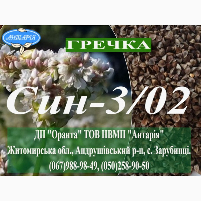 Насіння гречки Сін-3/02 (БН, еліта), Житомирська область.  - изображение 1