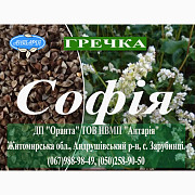 Насіння гречки Софія (БН, еліта), Житомирська область. 