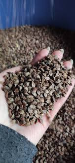 Гречка (зерно) з доставкою по Україні, Закарпатська область.  - зображення 1