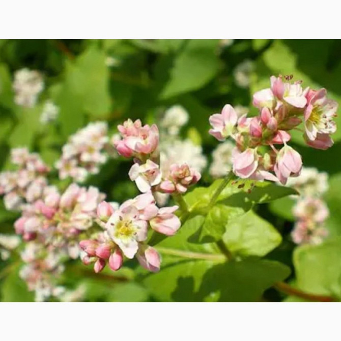 Купуємо гречку для переробки з ПДВ та без, Дніпропетровська область.  - зображення 1