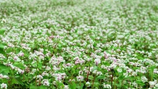Продам насіння гречки, сорт Гренбі, Львівська область.  - изображение 1