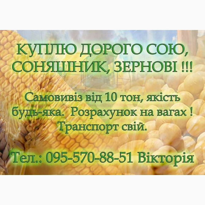 Ячмінь дорого, Полтавська область.  - зображення 1
