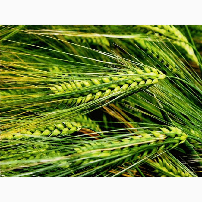 Посівний матеріал озимого ячменю Люцерна (перша репродукція), Хмельницька область.  - зображення 1