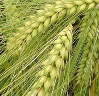 Насіння Озимого Ячменю Дев'ятий Вал, Дніпропетровська область.  - зображення 1