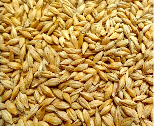 Сім'я ярий ячмінь ГЕЛІОС еліта 1 репродукція, Харківська область.  - зображення 1