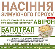 Продаємо насіння зимостійкого горошку Авірон, Балтрап, Полтавська область. 