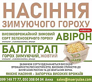 Посівний матеріал зимуючого гороху Балтрап, Авірон, Харківська область. 