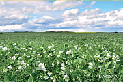 Насіння озимого гороху Балтрап (1 репродукція), Миколаївська область. 