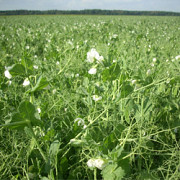 Насіння горошку, сорт Саламанка, 1 репродукція, Кіровоградська область. Украйна