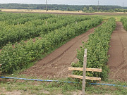 Саженцы малины: Полка, Полана, Брусвяна, Лячка и другие. Собственный питомник, Волынская область. Україна