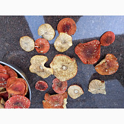 Продам мухомор червоний (Amanita muscaria), Рівненська область. Україна