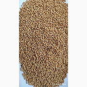 Продам просо жовте (Panicum miliaceum) - 900 т, без надписів або $, виробник, Київ. 