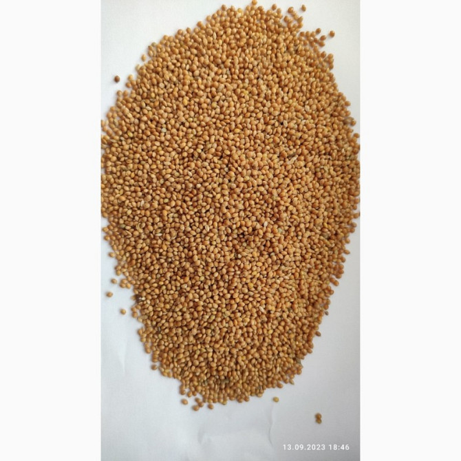 Продам просо жовте (Panicum miliaceum) - 900 т, без надписів або $, виробник, Київ.  - зображення 1