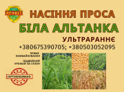 Насіння проса, еліта, сорт Біла Альтанка (від автора сорту), Полтавська область. 