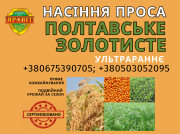 Насіння проса, сорт Полтавське золотисте (від автора сорту). 