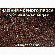 Насіння чорного проса Padovan Niger, Дніпропетровська область. Украйна