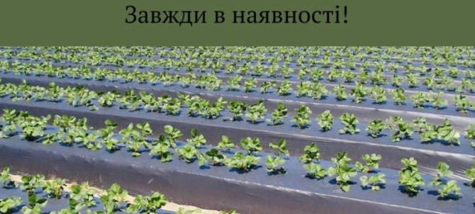 Мульчувальна плівка, Вінницька область.  - зображення 1
