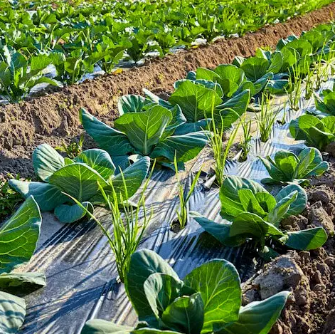 Мульчувальна плівка Ватан Пластік, Херсонська область.  - зображення 1