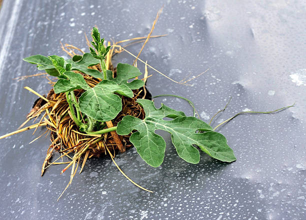 Плівка поліетиленова. Мульча, Дніпропетровська область.  - зображення 1