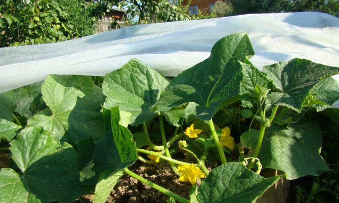 Агроволокно Агротекс 1, 6х100, 23 щільність, Київ.  - зображення 1