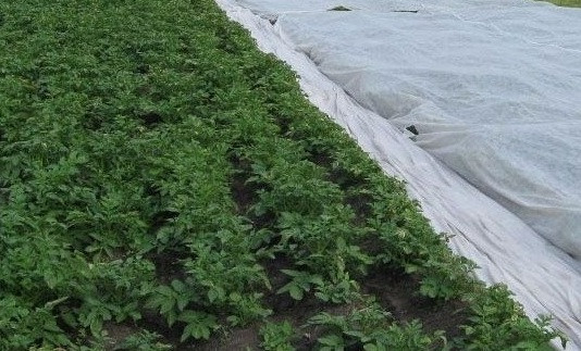 Агроволокно Агротекс 1, 6х100, 30 щільність, Київ.  - зображення 1