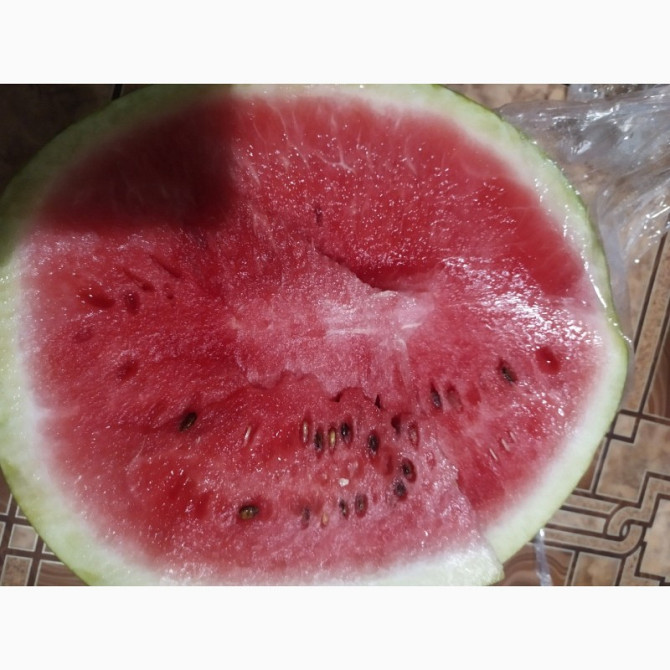 Продам кавун з поля, сорт Продюсер 3-5 кг, Харківська область.  - изображение 1