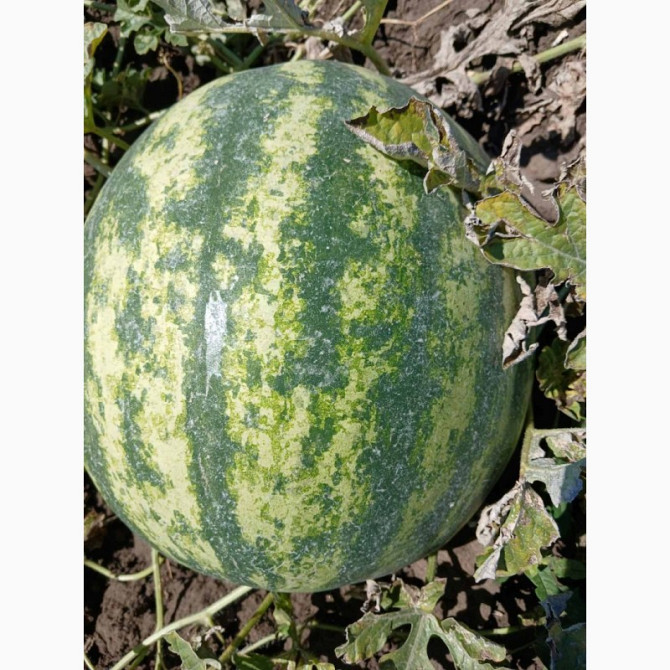 Продам кавун, Одеська область.  - изображение 1