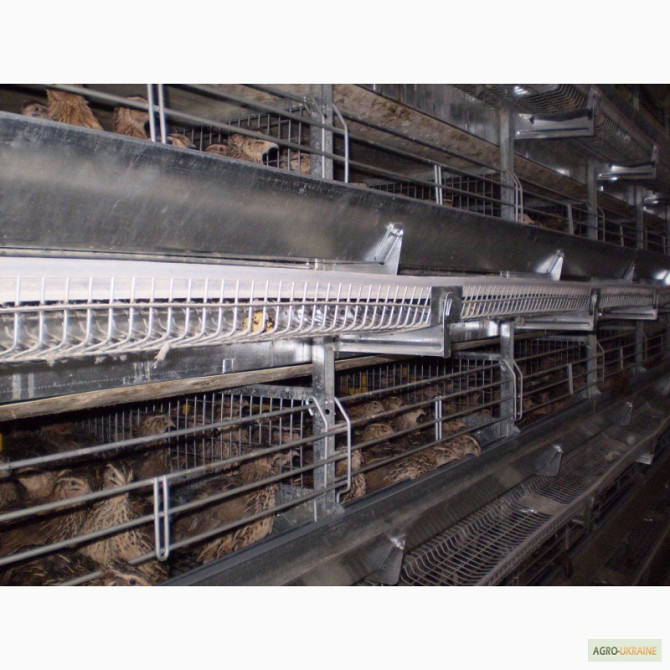 Клеточное оборудование для содержания перепелов-несушек ОКП, Чернігівська обл.  - зображення 1