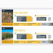 Насіння сорго АМІГО RAGT, Харківська область. Украйна