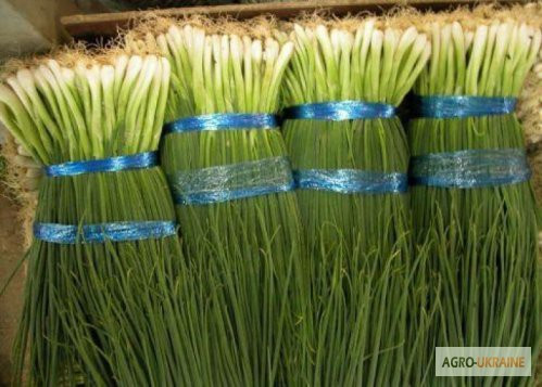 Продам насіння цибулі на перо Вайт Ліссабон, Київ.  - зображення 1