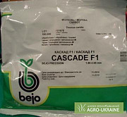 Продам фірмові якісні насіння овочів - недорого, Bejo, Vilmorin, Нікерсон, Волинська обл. 