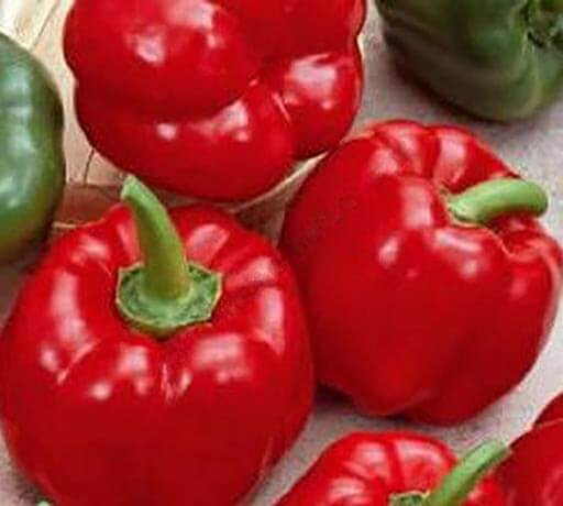 Продам насіння перцю Топгриль (ратунда) «Satimex» з Німеччини, Харківська область.  - зображення 1