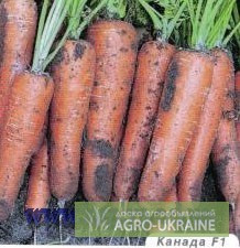 Фірмові насіння моркви Bejo, Нікерсон - Цваан, Недорого, знижка, розпродаж, Київ.  - изображение 1