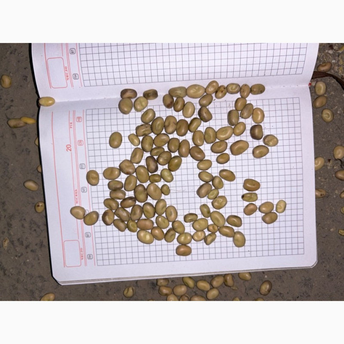 Продам кормові боби, Львівська область.  - зображення 1