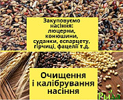 Купуємо насіння гірчиці, Полтавська область. 