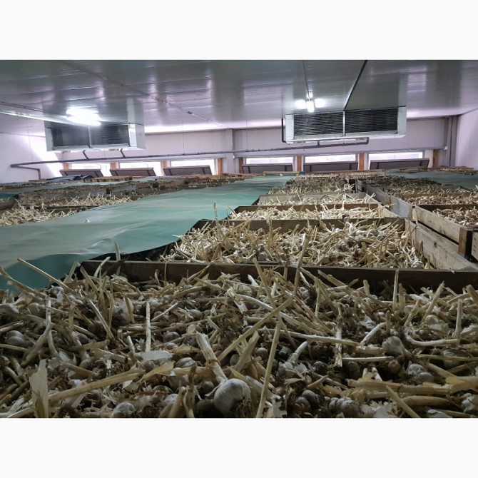 Зберігання часнику, обладнання для часнику, Київ  - зображення 1