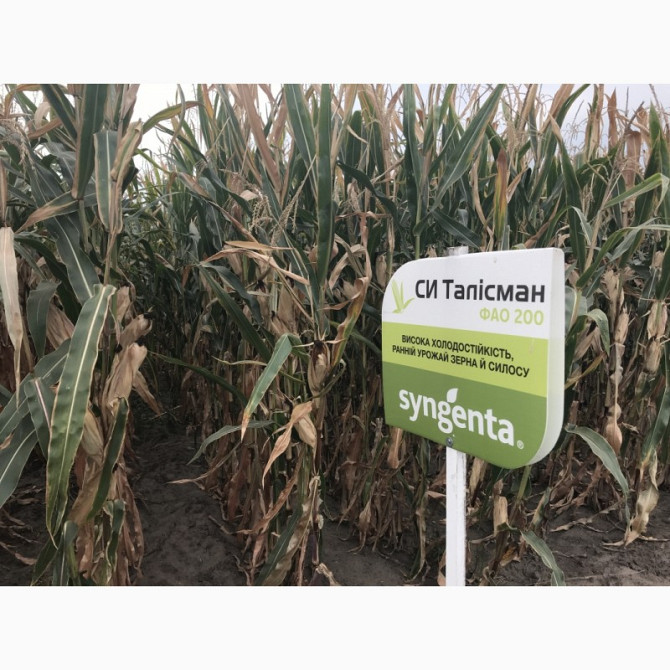 Сім'я кукурудзи СІ Талісман Сінгента ФАО 200, Кіровоградська область.  - зображення 1