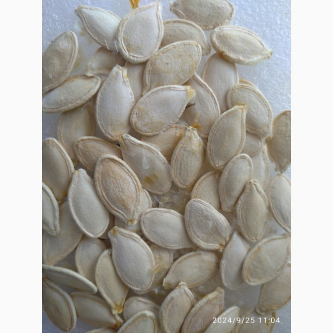 Продам насіння гарбуза сорту Українська багатоплідна, Кіровоградська область.  - зображення 1