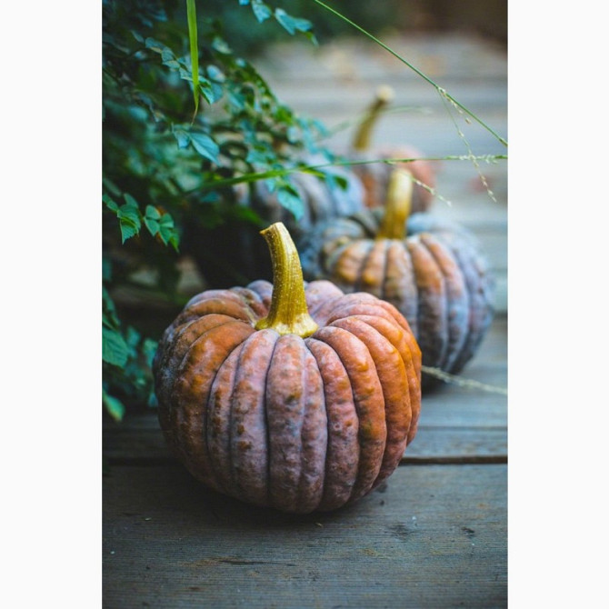 Чириман тиква солодка (Японія), оригінальні насіння, Чернігівська область.  - зображення 1