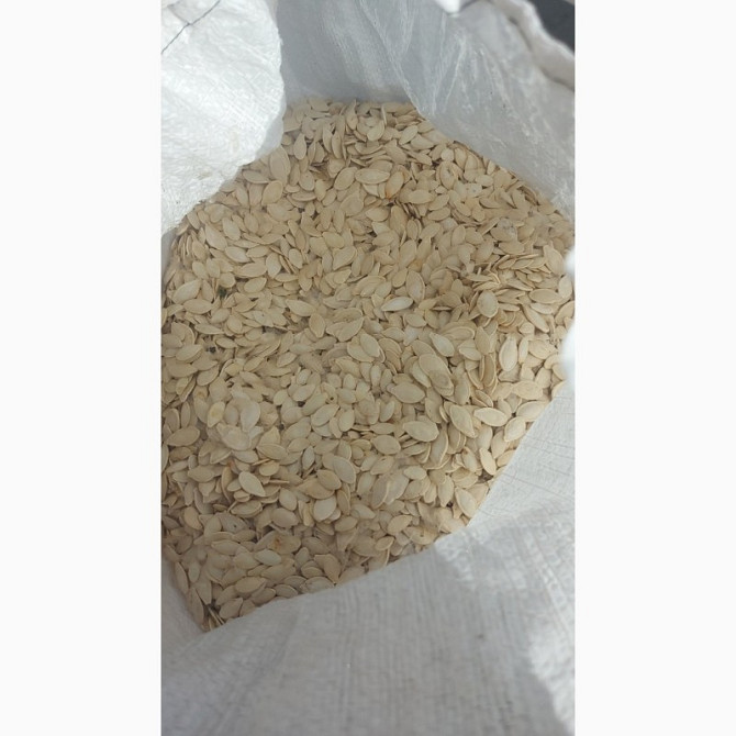 Гарбузове насіння Українка багатоплідна, Чернівецька область.  - зображення 1