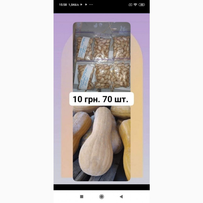 Кашові солодкі гарбузи, насіння, 70 штук. 10 гривень, Полтавська область.  - зображення 1