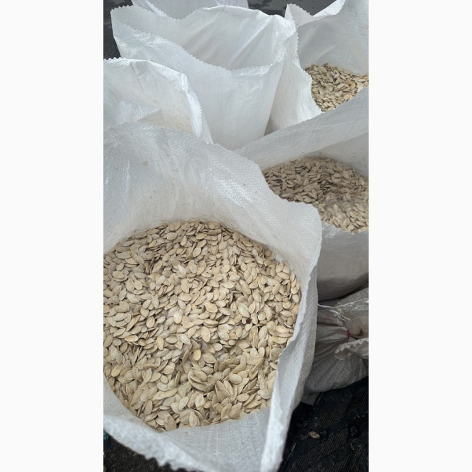 Продам насіння гарбуза, Хмельницька область.  - зображення 1