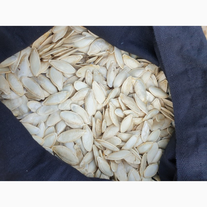 Посадкове насіння гарбуза Турки, Кіровоградська область.  - зображення 1