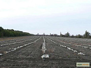 Сім'я тикви Волзька сіра (Сероволзька) Дамський ніготь (Болгарка) сільськогосподарський матеріал 1R, 