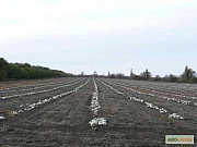 Сім'я тикви Волзька сіра (Сероволзька) Дамський ніготь (Болгарка) сільськогосподарський матеріал 1R, 