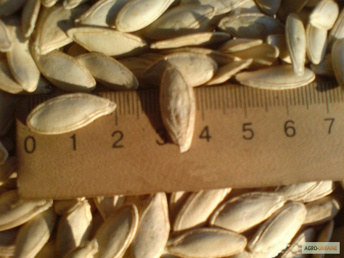 Посівний матеріал Тиква Болгарка (Дамський ніготь) від виробника 1-го покоління, Дніпро.  - зображення 1