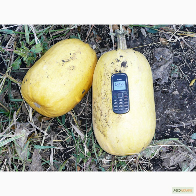 Купити сільськогосподарський матеріал насіння гарбуза Болгарка Дамський ніготь, Дніпропетровська обл  - зображення 1