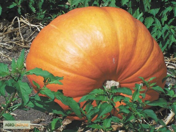 Продам насіння Тиква Стофунтова, Харківська область.  - зображення 1