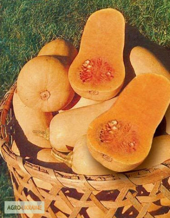 Продам насіння Тиква Арабатська, Харківська область.  - зображення 1